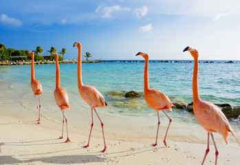 Plakat egzotyczny niebo flamingo