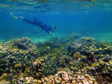 Fototapeta Do akwarium - One man snorkeling on a coral reef with tropical fish in the Caribbean sea
