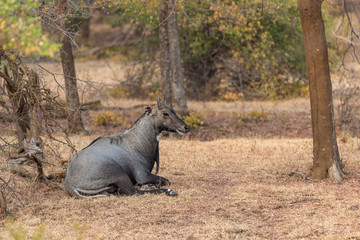 Wall Mural - lying male Nilgai Antilope in Ranthambore National Park, Rajasthan