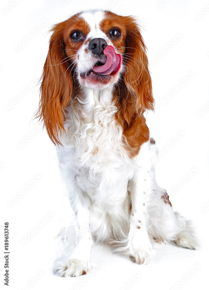 Spaniel dog puppy on white. Funny and cute cavalier king charles spaniel dog puppy on isolated white studio background for every concept.. - obrazy, fototapety, plakaty 