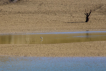 Wall Mural - Paysage minimaliste, un héron dans l'eau. Un endroit déserté, terre seche.