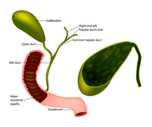 Gallbladder And Bile Duct