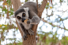 Lemur. Nice Photo Of A Ring-tailed Lemur Of Madagascar Eating Piece Of Apple Fruit.