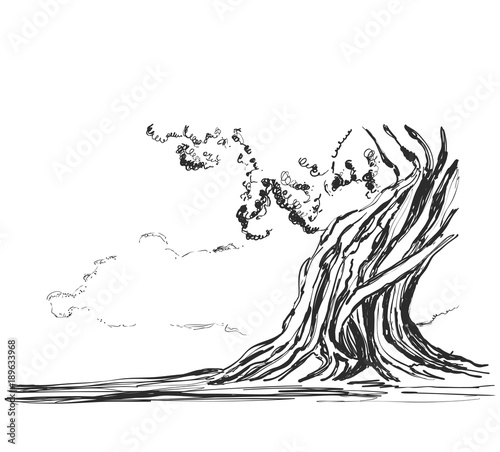szkic-starych-drzew-ilustracji