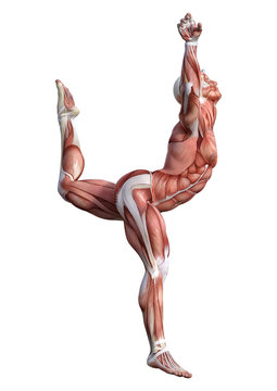 3D Rendering Male Anatomy Figure on White