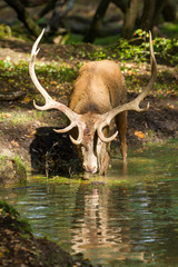 Wall Mural - Deer Stag Animal