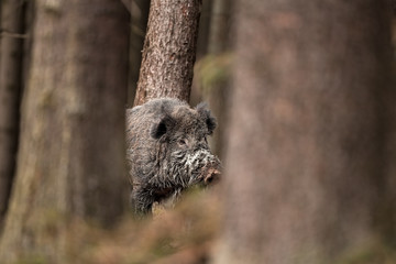 Wall Mural - wild boar, sus scrofa, czech republic