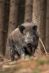Wall Mural - wild boar, sus scrofa, czech republic