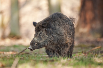 Wall Mural - wild boar, sus scrofa, czech republic