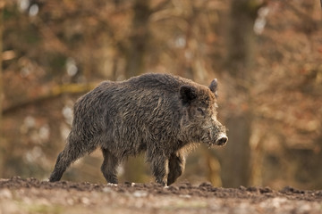 Wall Mural - wild boar, sus scrofa, czech republic