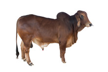 Good Brahman Cow Isolate On White Background,This Has Clipping Path