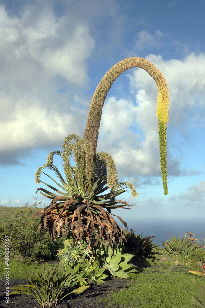 schwanenhals agave Stock Photo | Adobe Stock