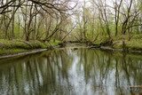 Fototapeta Natura - River in green forest on spring
