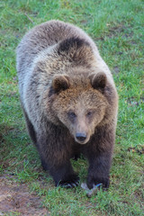 Canvas Print - walking bear