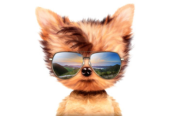 Wall Mural - dog in sunglasses isolated on white background
