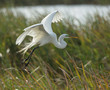 snowy egret takes flight at sunset