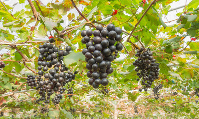 Black Grapes in Grape Garden or Vineyard Wide View