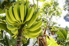 Plantains Growing Wild In Nicaraguan Rainforest