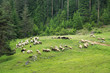Sheeps on the mountain meadow