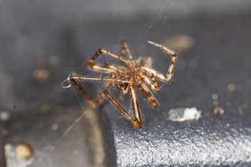 spider on spiderweb, closeup