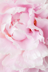 Fotomurales - beautiful pink peony flower background