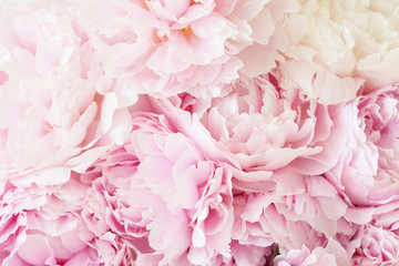 Fotomurales - beautiful pink peony flower background