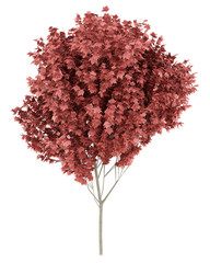 Wall Mural - red maple tree isolated on white background