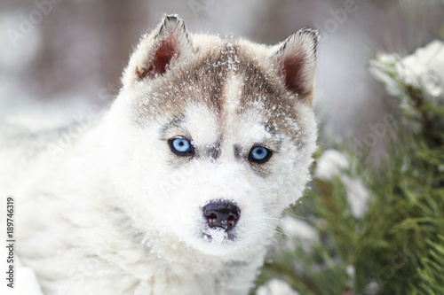 Fotomural winter portrait of a cute blue-eyed husky puppy against a background of snowy na