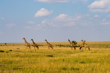 Sticker - Several giraffes staring at danger in the savannah of Maasai Mara Park in Kenya