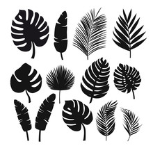 Set Of Black Silhouettes Of Tropical Leaves Palms, Trees.
