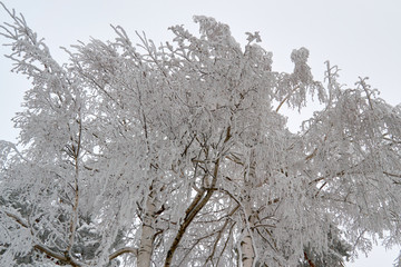 Wall Mural - birch in early winter