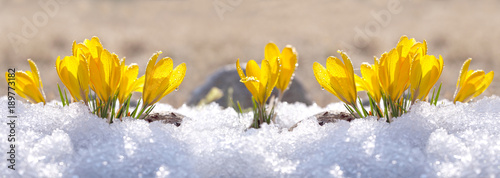 Cuadros en Lienzo Crocuses yellow grow in the garden under the snow on a spring sunny day
