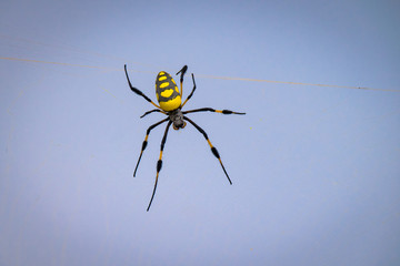 Golden orb silk weaver spider from Cape Verde