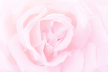 Pink Rose Close-up Background