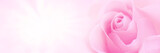 Pink rose background