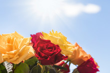Bouquet Of Roses Over Sunny Sky