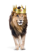 Lion With King Of Jungle Crown
