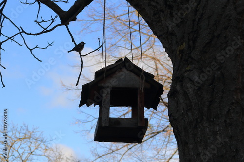 A Bird Feeder Hanging On A Tree Using Strings And A Hungry Bird