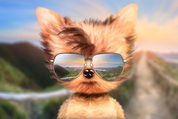 Wall Mural - dog in sunglasses stand in front travel background