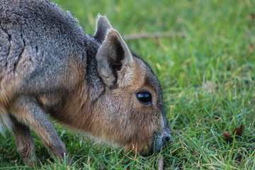 Wall Mural -  Patagonian Cavy 