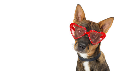 Wall Mural - Dog Wearing Valentine Heart Glasses Banner