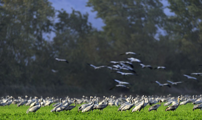 Wall Mural - cranes in a field foraging. common crane, grus grus, in the natural habitat.