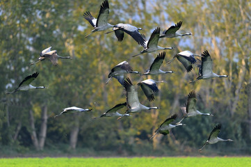 Wall Mural - cranes in flight. flock of cranes on trees background. common crane (european crane).