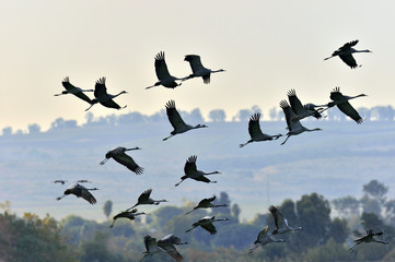 Wall Mural - birds in flight. a silhouettes of cranes in flight. flock of cranes flies at sunrise. foggy morning,