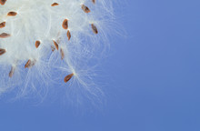 Closeup Of Tropical Milkweed Plant Seeds Dispersing Against Blue Background