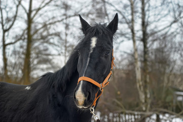 head of a black horse in a bridle in winter portrait