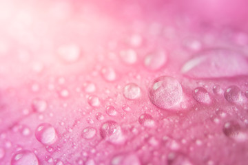 Macro background on water flower petals