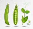 Green peas. Vector illustration. 3d vector green peas.