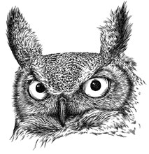 Black And White Engrave Isolated Owl Illustration