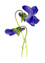 Purple Violets. Watercolor Botanical Illustration Isolated On White Background. Realistic Viola Odorata. Hand Drawn Spring Flower.